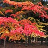 多摩中央公園の紅葉