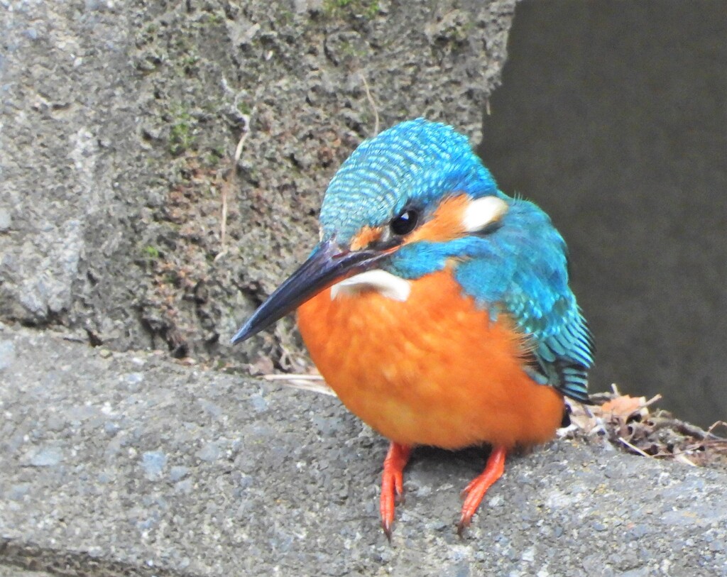 カワセミ