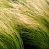 髪の毛のような植物