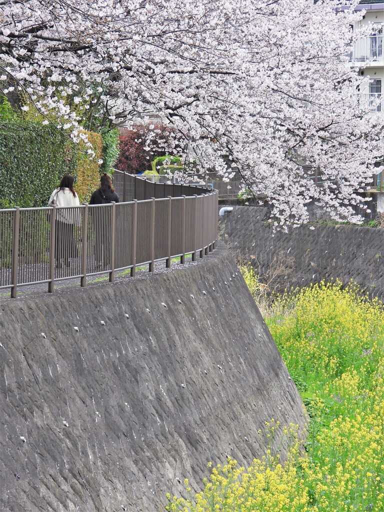 桜とセイヨウアブラナ