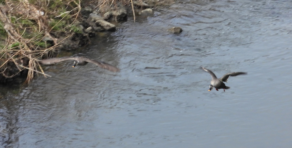 カモカモ・エブリバディ