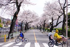 至る所に桜あり