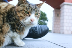 キジ姉さんと（横浜「港の見える丘公園」霧笛橋組）