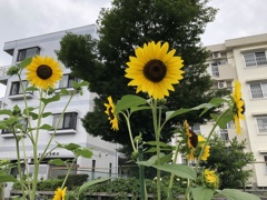 ためらい咲き