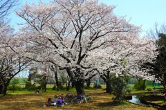 家族で花見