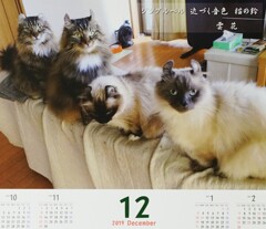 カフェ「ディー・カッツェ」猫句カレンダー12月