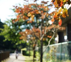 そろそろ色づき始めました