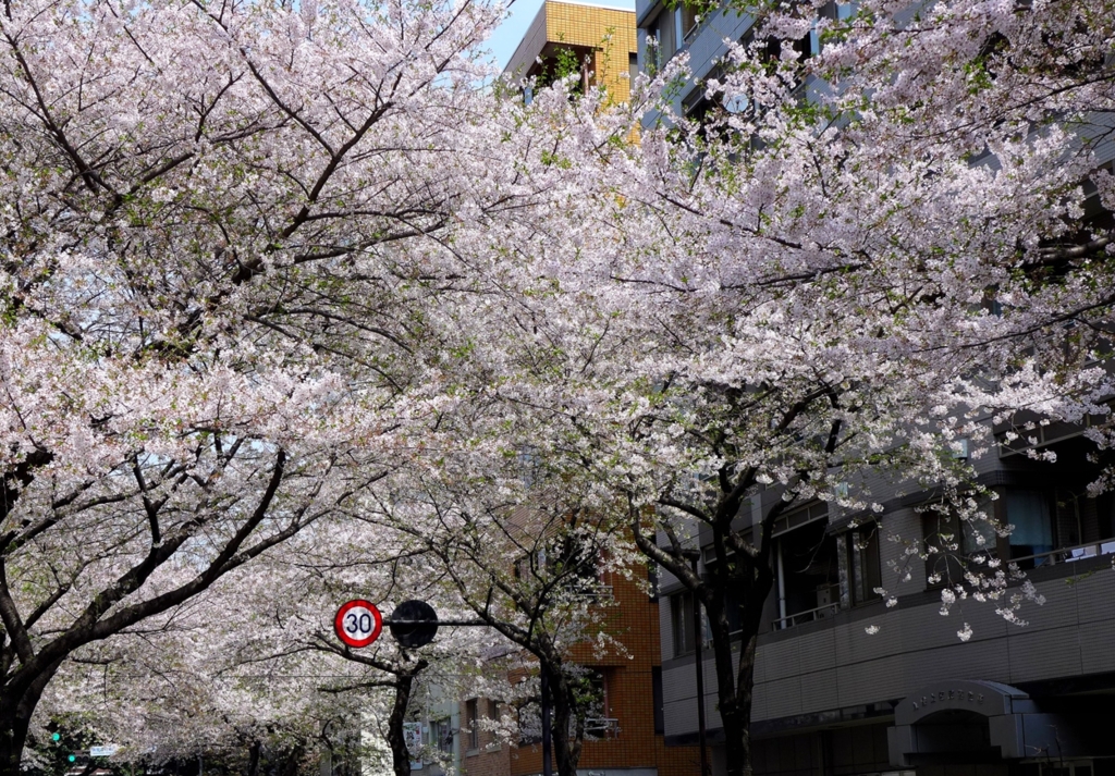 大妻(女子大)通りの桜のトンネル