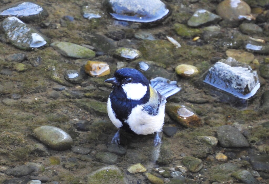 川のシジュウカラ