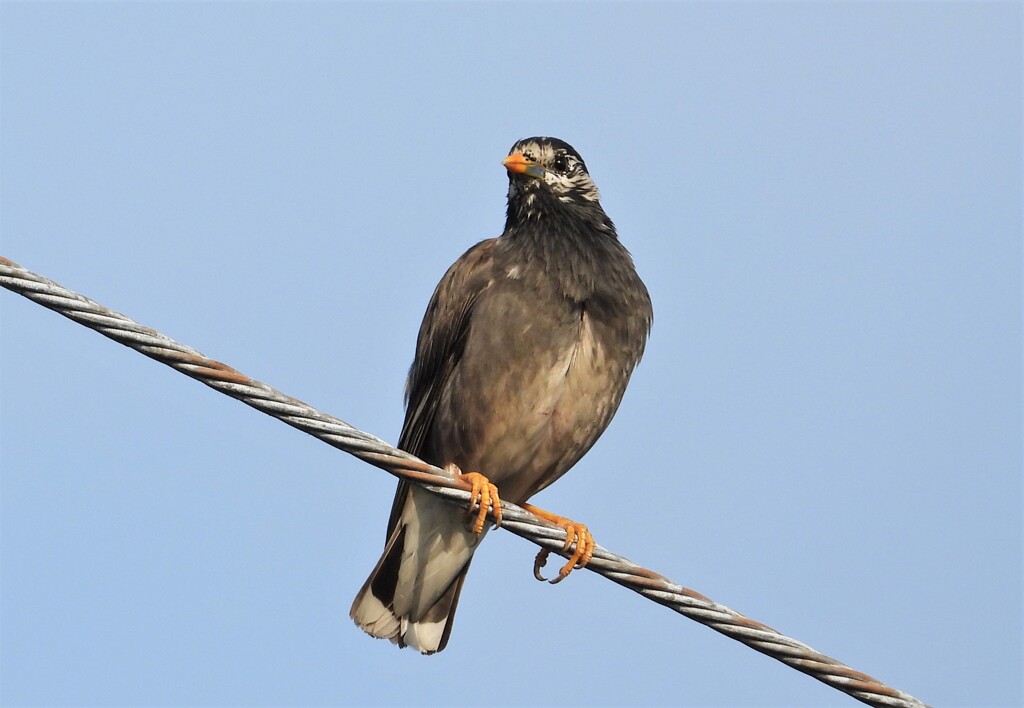 朝日の当たる鳥