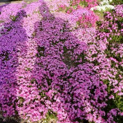 伊勢原市の芝桜