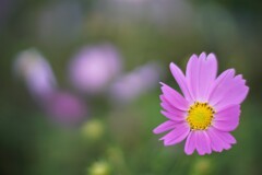 大口径ならではのボケ味