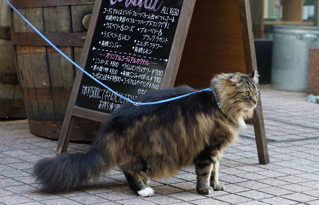 番猫
