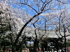 桜と神門