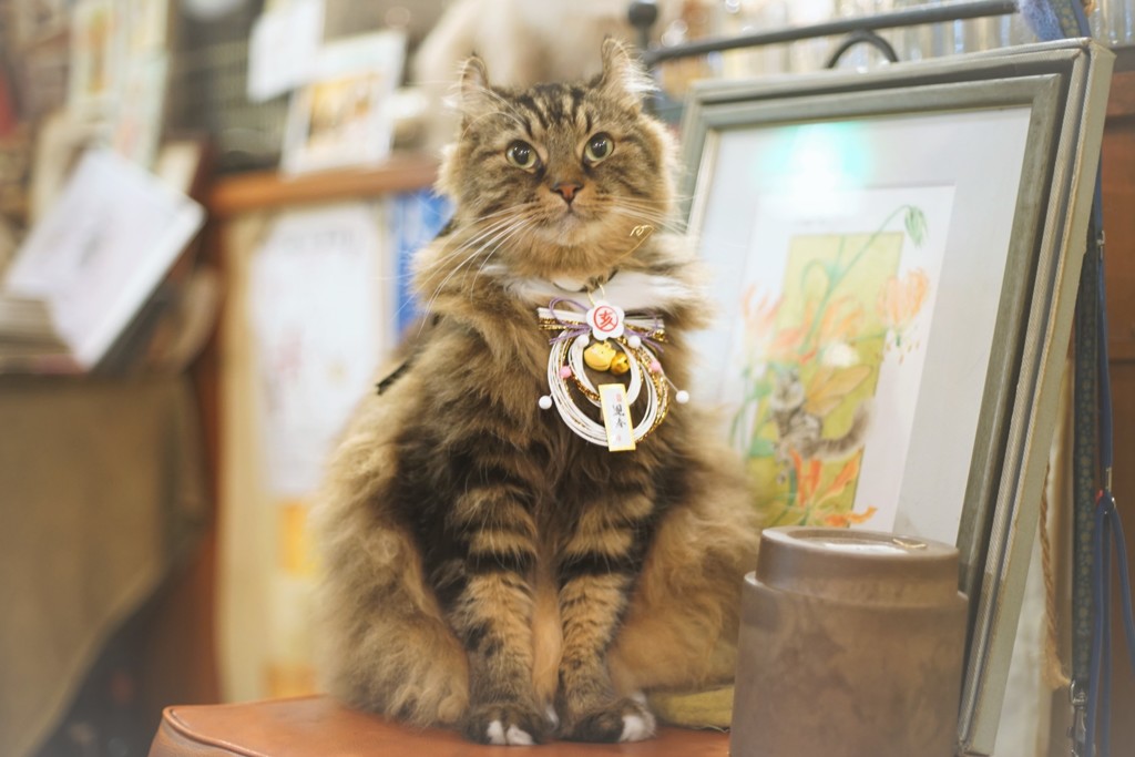 スターのポートレート Ⅰ