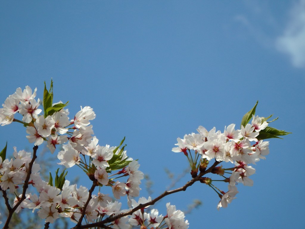 頑張る桜