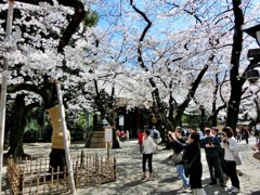 桜の開花の標本木を撮る