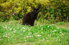黒猫と可憐な花は似合います（横浜・大桟橋）