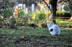 猫とバラの日々