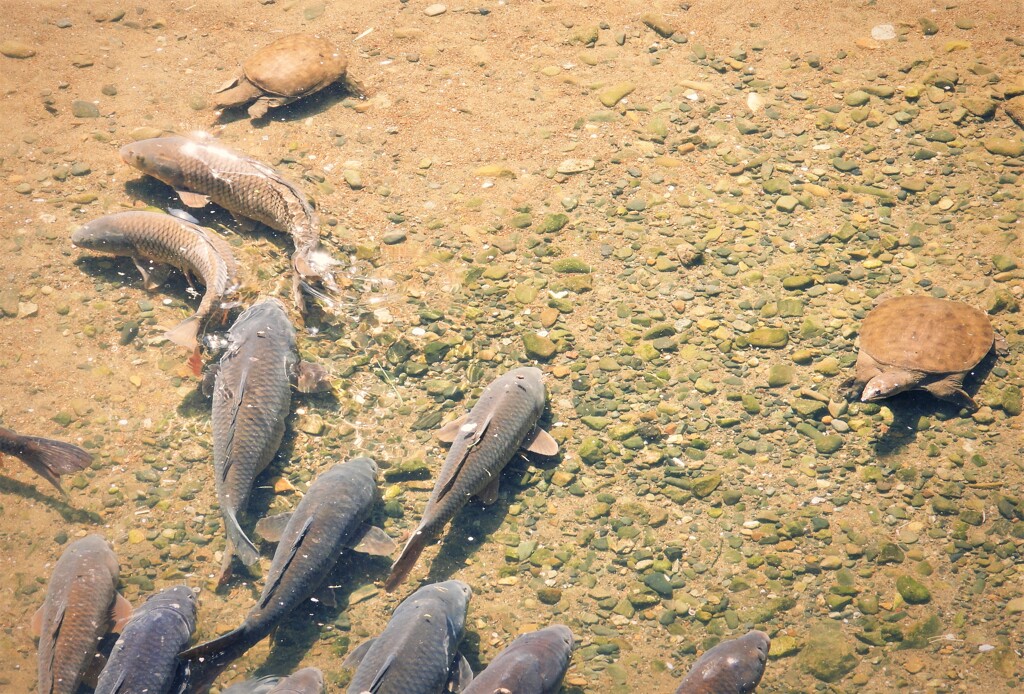 魚鱗の構え
