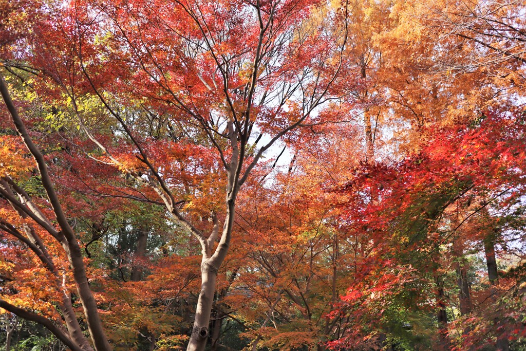 「奥の池」の紅葉