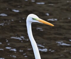 白鳥よりも美しい
