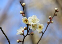梅を探して