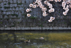 二ヶ領用水の桜