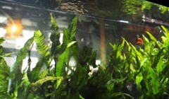 レストランバーへ緊急避難