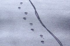 おでかけ