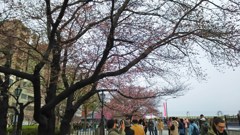 まだ二分咲き