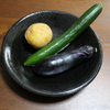 今日の収穫
