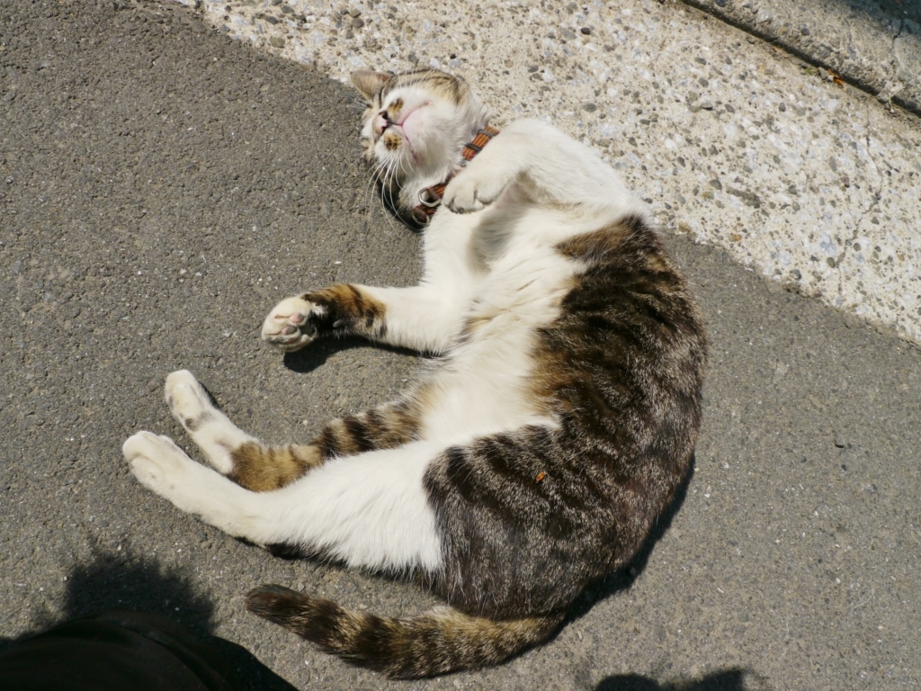 横浜・新山下の人懐こい飼い猫