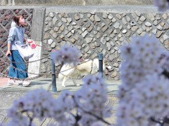 対岸のワンコ