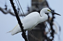 電線上のコサギ