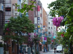 新宿2丁目の百日紅並木