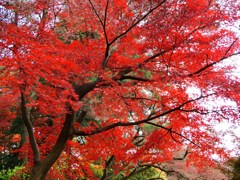 新宿御苑