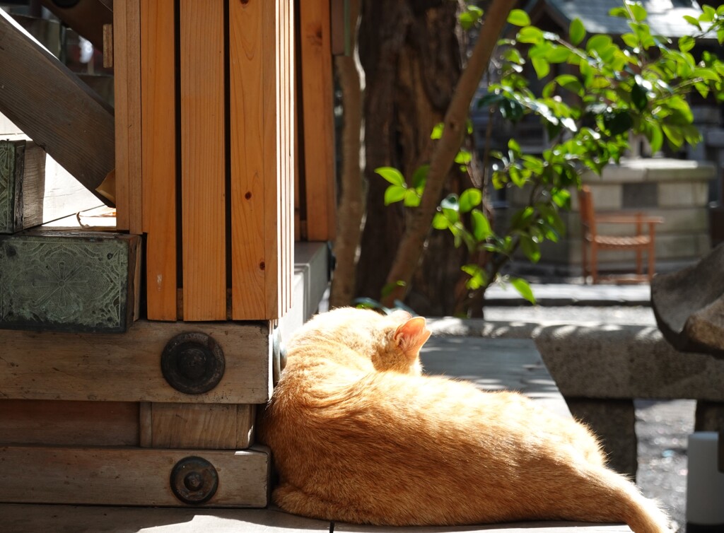 しかと