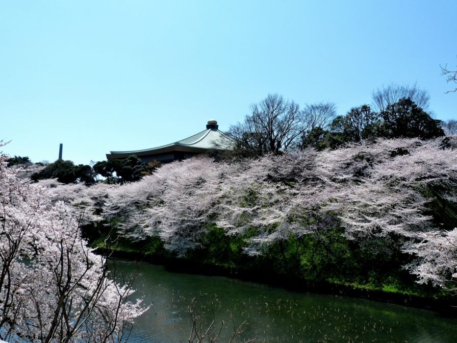 九段の桜 