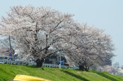 夫婦桜