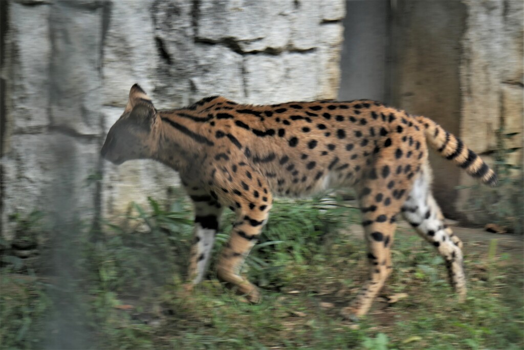 サーバルキャットさん