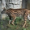 サーバルキャットさん