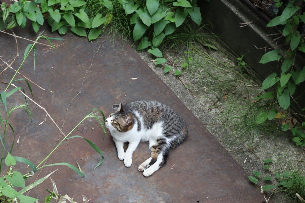 CARL ZEISS JENA TESSAR 50mm F2.8 デビュー