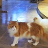 初めての猫カフェ