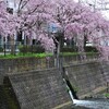 境界の枝垂桜
