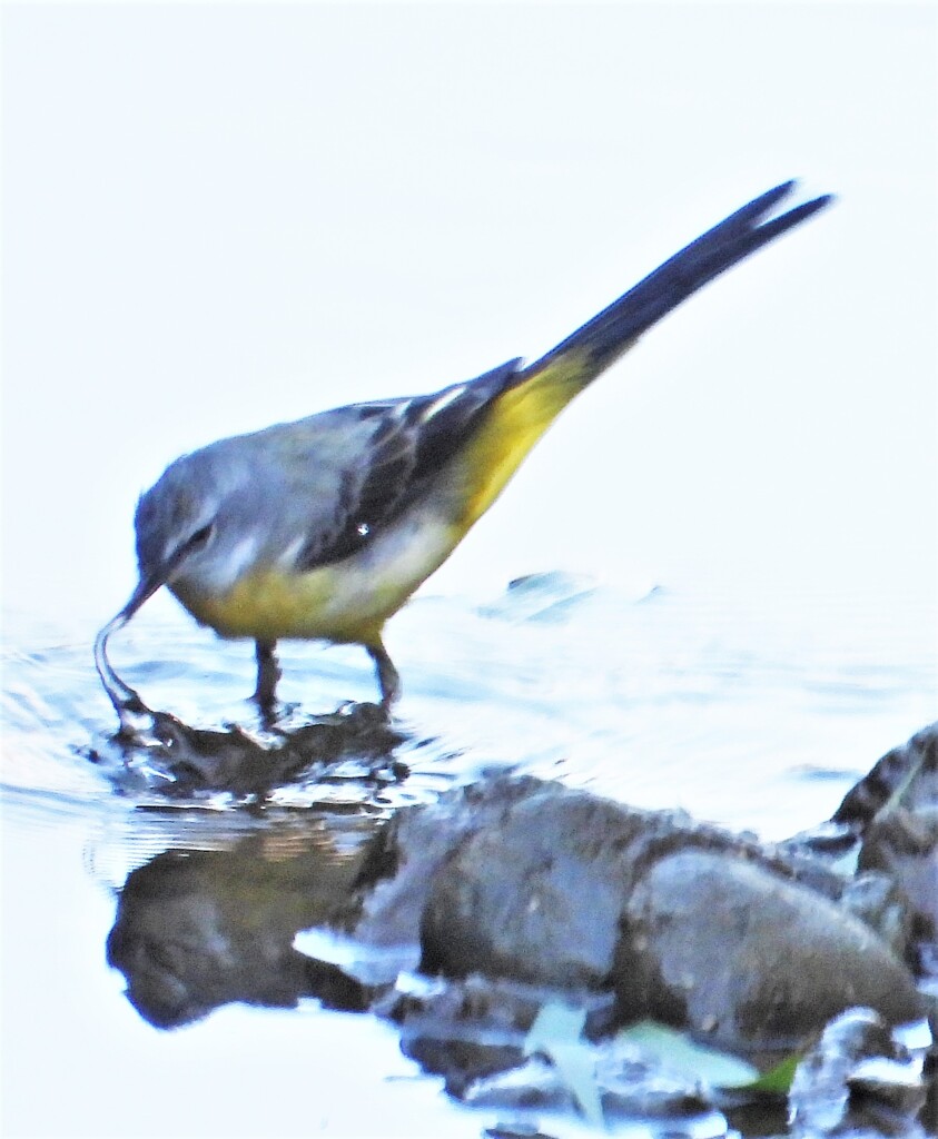 水吸い