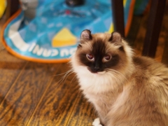 看板娘のオーちゃん