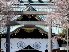 靖国神社拝殿と桜