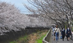 桜並木にGO！