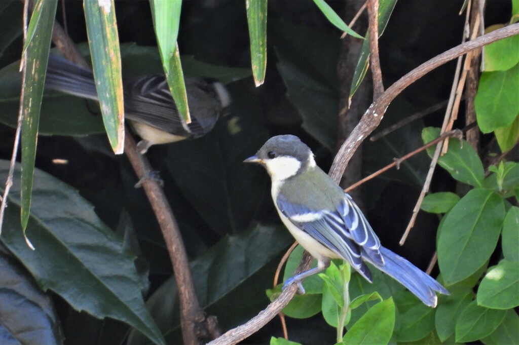 森のシジュウカラ